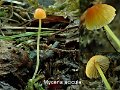Mycena acicula-amf1327